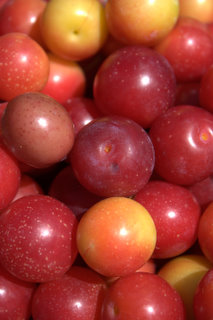 Cherry plums